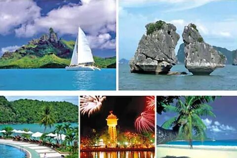Bonobo: Nguồn Gốc Tiến Hóa Của Ngôn Ngữ Con Người?